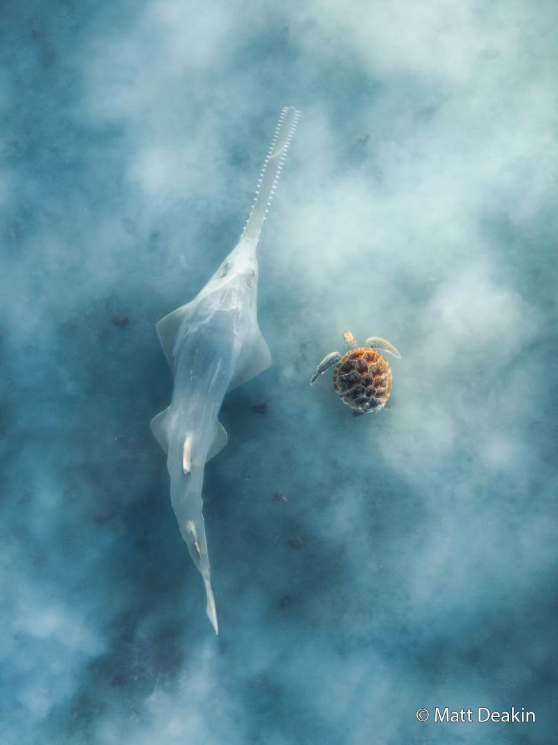 Winner - Western Australian photographer Matt Deakin has been named the 2026 Australian Geographic Nature Photographer of the Year for Ethereal Encounter, an aerial photograph of a critically endangered green sawfish moving through a group of green turtles in the shallow waters of the Pilbara.